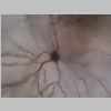 Neuronas Golgi 43.jpg